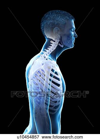 Neck anatomy, illustration. View Large Photo Image Stock Photo - Neck anatomy, illustration.. Fotosearch