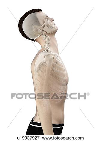 Stock Photo - Neck anatomy, illustration.. Fotosearch