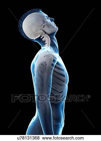 Stock Photo - Neck anatomy, illustration.. Fotosearch