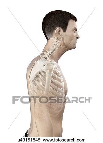 Stock Photography - Neck anatomy, illustration.. Fotosearch