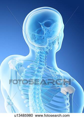 Neck bones, computer illustration. View Large Photo Image Stock Image - Neck bones, computer illustration.. Fotosearch