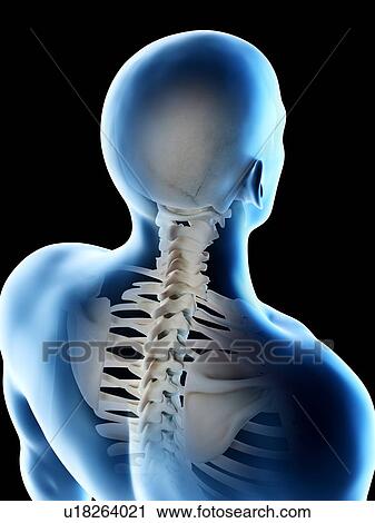 Neck bones, computer illustration. View Large Photo Image Stock Image - Neck bones, computer illustration.. Fotosearch
