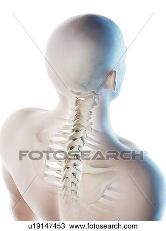 Stock Image - Neck bones, computer illustration.. Fotosearch