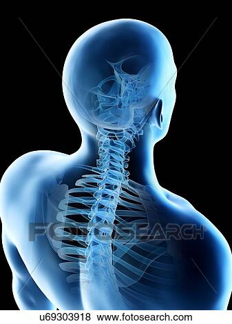 Stock Photo - Neck bones, computer illustration.. Fotosearch