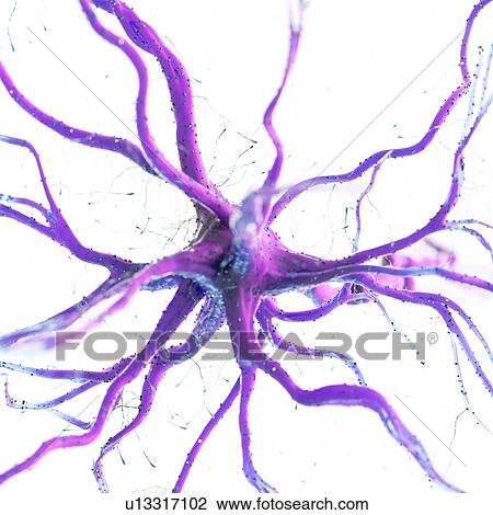 Stock Image - Nerve cell, computer illustration.. Fotosearch