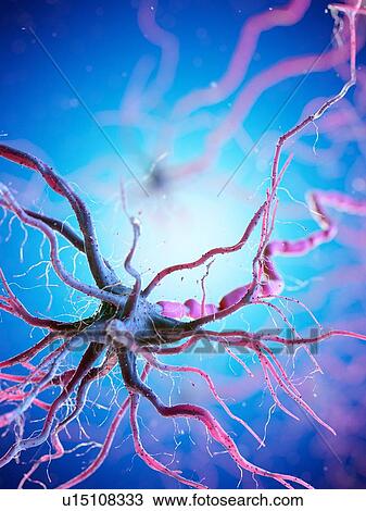 Stock Image - Nerve cell, computer illustration.. Fotosearch