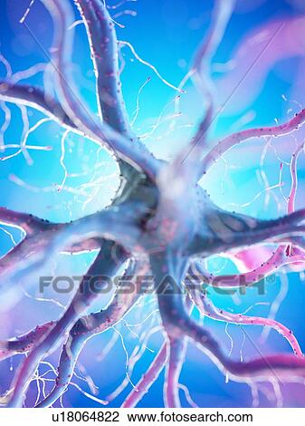 Stock Image - Nerve cell, computer illustration.. Fotosearch