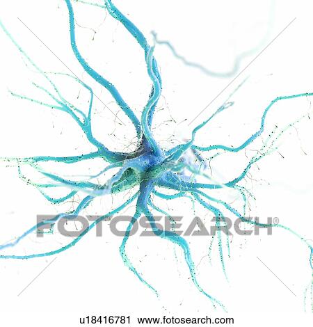 Stock Image - Nerve cell, computer illustration.. Fotosearch