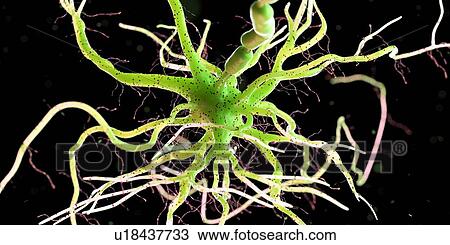 Stock Image - Nerve cell, computer illustration.. Fotosearch