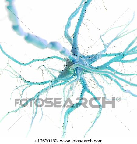 Stock Image - Nerve cell, computer illustration.. Fotosearch