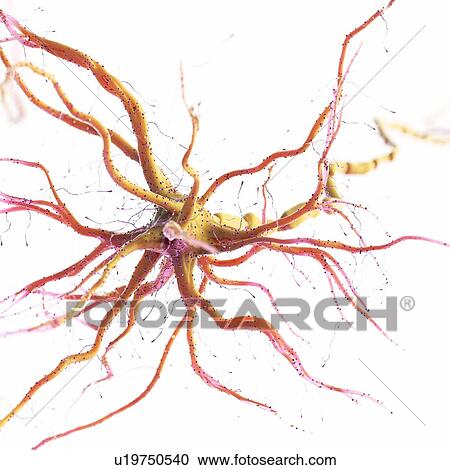 Stock Image - Nerve cell, computer illustration.. Fotosearch