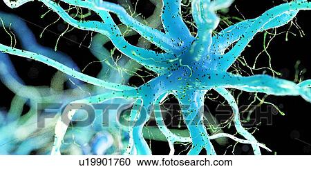 Stock Image - Nerve cell, computer illustration.. Fotosearch