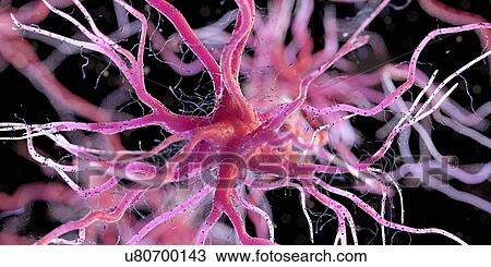 Stock Image - Nerve cell, computer illustration.. Fotosearch