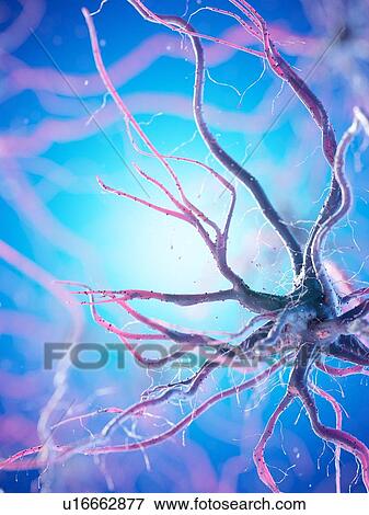 Stock Photo - Nerve cell, computer illustration.. Fotosearch