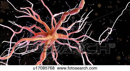 Nerve cell, computer illustration. View Large Photo Image Stock Photo - Nerve cell, computer illustration.. Fotosearch
