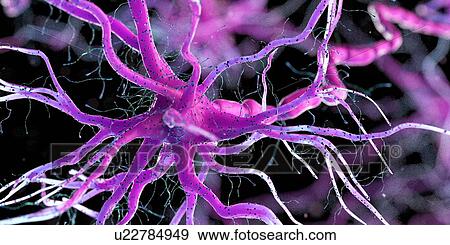 Stock Photo - Nerve cell, computer illustration.. Fotosearch