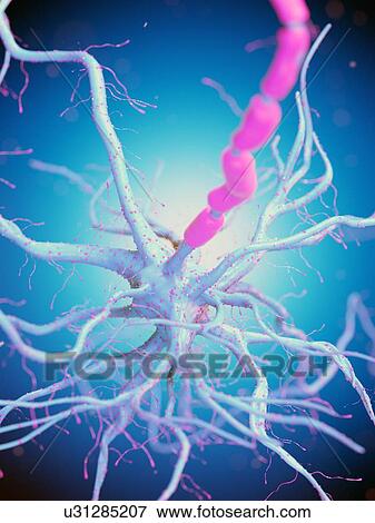 Nerve cell, computer illustration. View Large Photo Image Stock Photo - Nerve cell, computer illustration.. Fotosearch