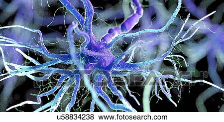 Stock Photo - Nerve cell, computer illustration.. Fotosearch