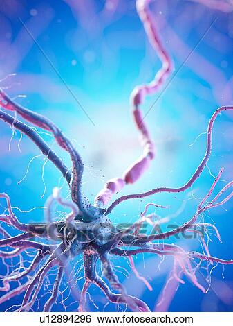 Stock Photograph - Nerve cell, computer illustration.. Fotosearch