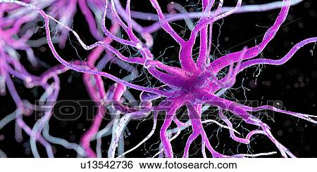 Nerve cell, computer illustration. View Large Photo Image Stock Photograph - Nerve cell, computer illustration.. Fotosearch