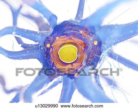 Stock Image - Nerve cell, illustration. Fotosearch