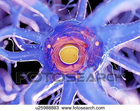 Stock Image - Nerve cell, illustration. Fotosearch
