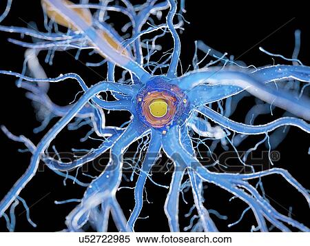 Stock Photography - Nerve cell, illustration. Fotosearch