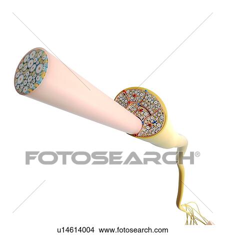 Nerve structure, illustration View Large Photo Image Picture - Nerve structure, illustration. Fotosearch