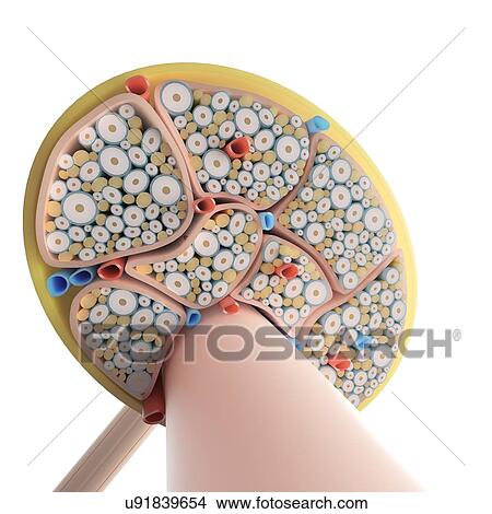 Nerve structure, illustration View Large Photo Image Picture - Nerve structure, illustration. Fotosearch