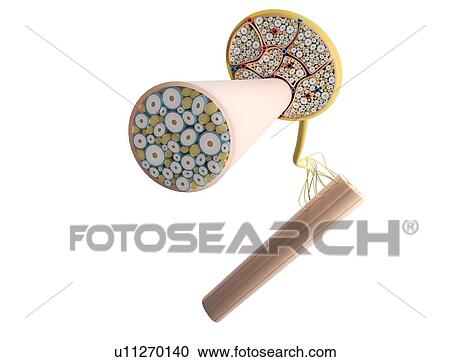Stock Image - Nerve structure, illustration. Fotosearch