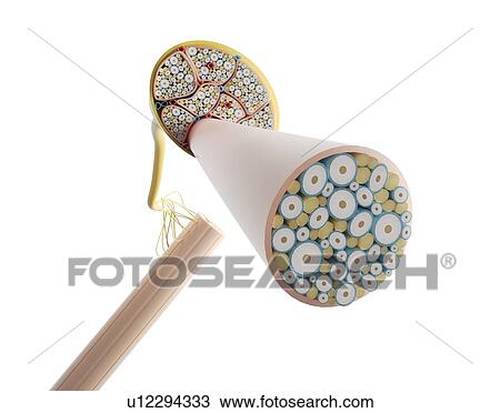 Nerve structure, illustration View Large Photo Image Stock Image - Nerve structure, illustration. Fotosearch
