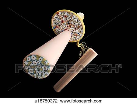 Nerve structure, illustration View Large Photo Image Stock Image - Nerve structure, illustration. Fotosearch