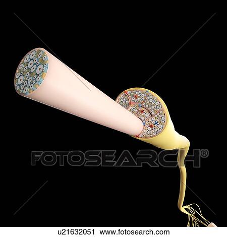Stock Image - Nerve structure, illustration. Fotosearch