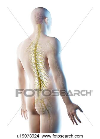 Picture - Nerves of the back, computer illustration.. Fotosearch