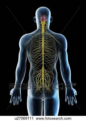 Stock Image - Nerves of the back, computer illustration.. Fotosearch