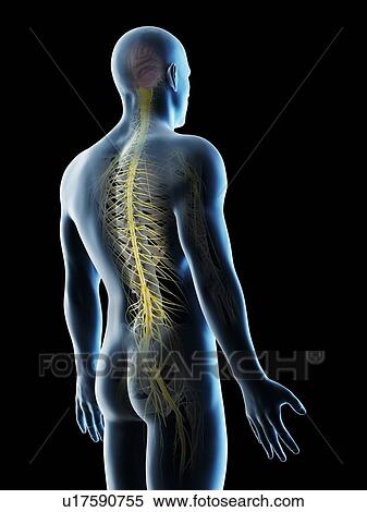 Stock Photography - Nerves of the back, computer illustration.. Fotosearch