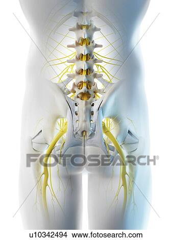 Picture - Nerves of the male pelvis, computer illustration.. Fotosearch