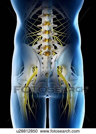 Nerves of the male pelvis, computer illustration. View Large Photo Image Stock Image - Nerves of the male pelvis, computer illustration.. Fotosearch