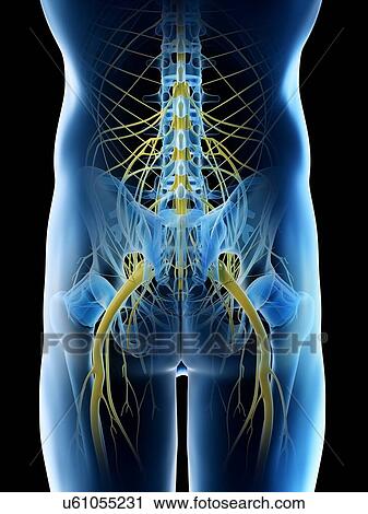 Nerves of the male pelvis, computer illustration. View Large Photo Image Stock Image - Nerves of the male pelvis, computer illustration.. Fotosearch
