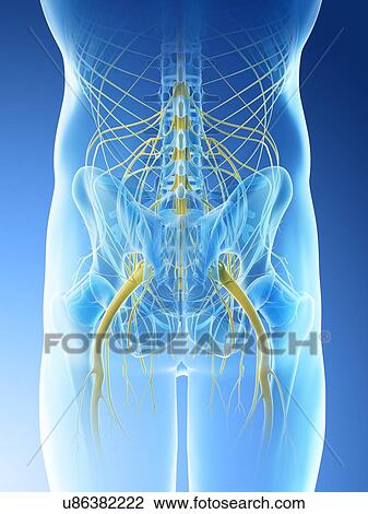 Nerves of the male pelvis, computer illustration. View Large Photo Image Stock Image - Nerves of the male pelvis, computer illustration.. Fotosearch