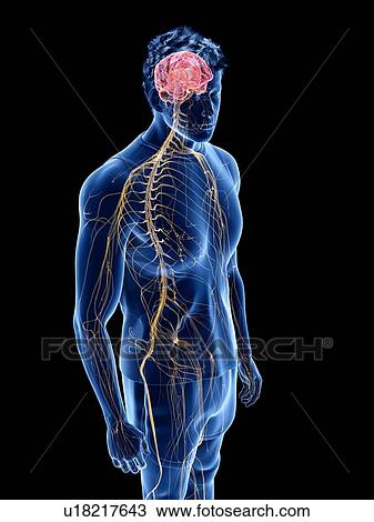 Stock Image - Nervous system, illustration. Fotosearch