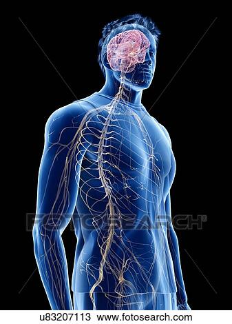 Stock Image - Nervous system, illustration. Fotosearch