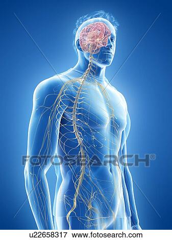 Stock Photo - Nervous system, illustration. Fotosearch