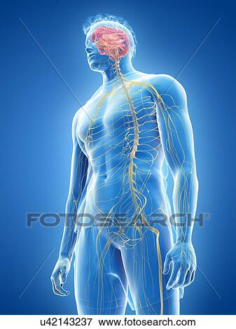 Nervous system, illustration View Large Photo Image Stock Photo - Nervous system, illustration. Fotosearch