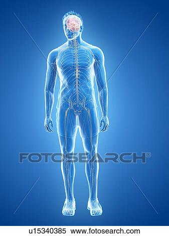Stock Photography - Nervous system, illustration. Fotosearch