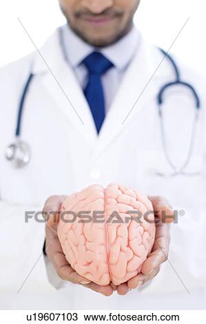 Neurologist holding brain model, close-up. View Large Photo Image Stock Image - Neurologist holding brain model, close-up.. Fotosearch