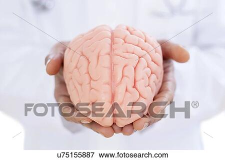 Stock Photo - Neurologist holding brain model, close-up.. Fotosearch