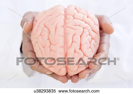 Stock Photography - Neurologist holding brain model, close-up.. Fotosearch