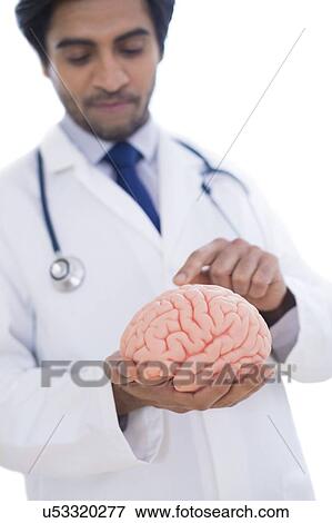Stock Photo - Neurologist pointing at brain model.. Fotosearch
