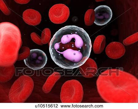 Stock Image - Neutrophil, computer illustration.. Fotosearch